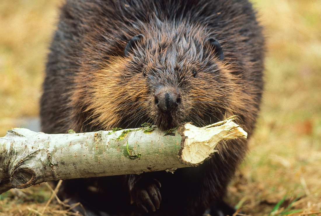 The Beaver: The most powerful animal in the world - Algonquin to  Adirondacks Collaborative